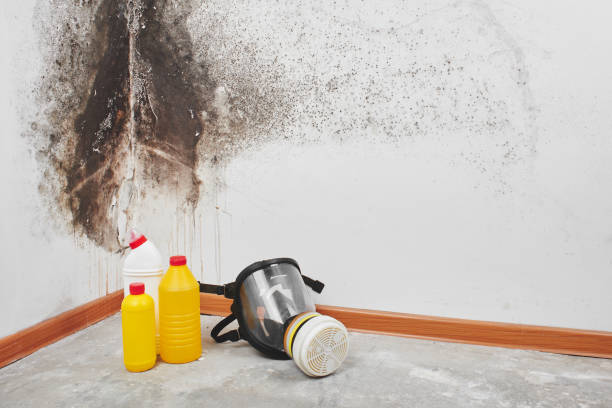 Best Best Mold Removal Companies  in Old River Winfree, TX