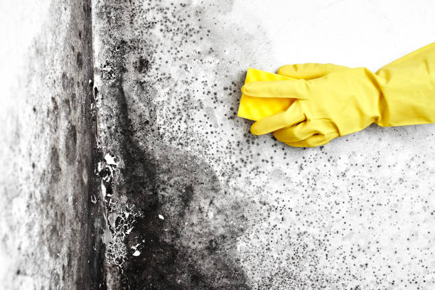 Best Mold Testing  in Old River Winfree, TX