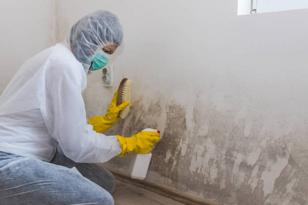 Best Local Mold Removal Service  in Old River Winfree, TX