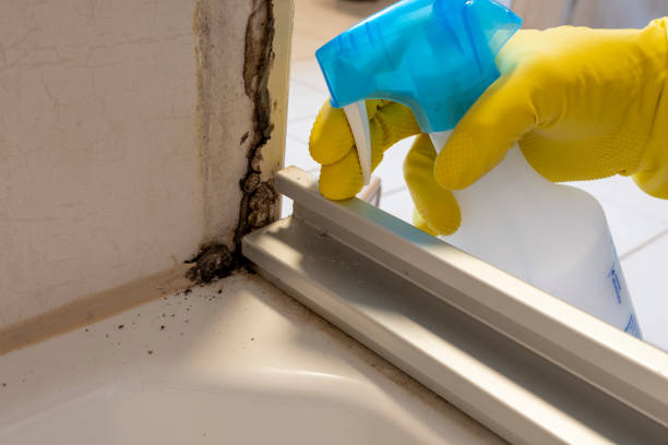 Best Professional Mold Removal  in Old River Winfree, TX