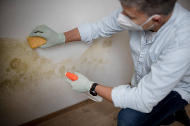 Best Attic Mold Removal  in Old River Winfree, TX
