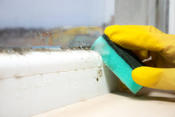 Best Black Mold Removal  in Old River Winfree, TX