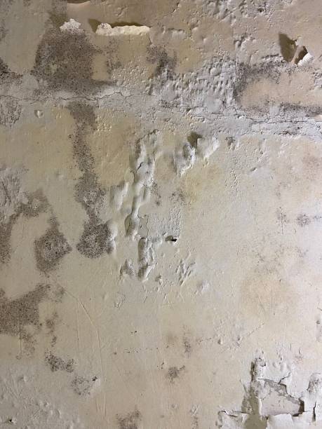 Best Crawl Space Mold Removal  in Old River Winfree, TX