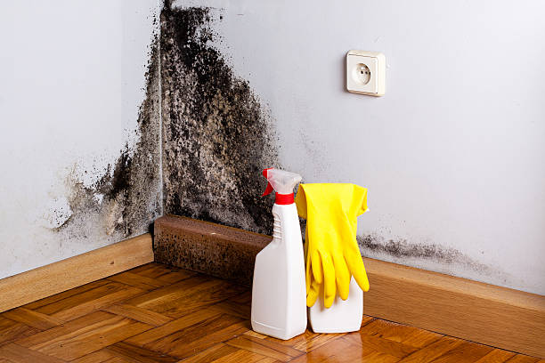 Best Mold Removal Company Near Me  in Old River Winfree, TX